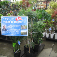 ki_foliageplant