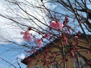 おかめ桜