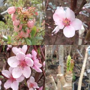 果樹苗木の花や芽