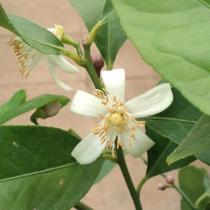 レモンの花