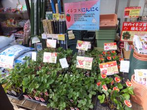 あまいイチゴ苗販売中です 長野県松本市の 種苗店 ナカツタヤ ガーデニング専門店 ナカツタヤ ガーデンストリート