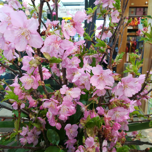 桜の苗木を販売中です - 長野県松本市の 種苗店 ナカツタヤ