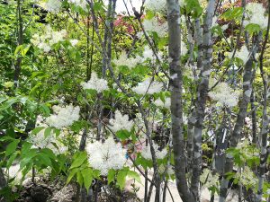 アオダモの花