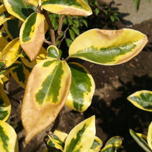 植物の水切れに注意しましょう 長野県松本市の 種苗店 ナカツタヤ ガーデニング専門店 ナカツタヤ ガーデンストリート