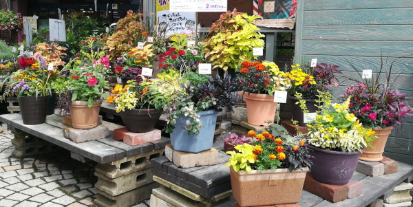 秋の寄せ植え販売中