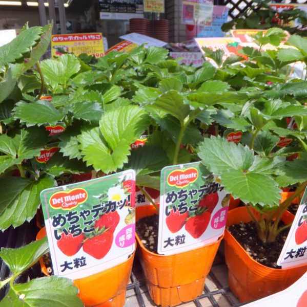 人気の四季なりイチゴあります 長野県松本市の 種苗店 ナカツタヤ ガーデニング専門店 ナカツタヤ ガーデンストリート