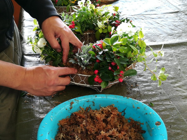 リング寄せ植え水苔