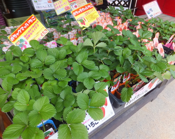 四季なりイチゴの苗販売中 長野県松本市の 種苗店 ナカツタヤ ガーデニング専門店 ナカツタヤ ガーデンストリート