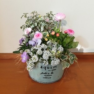 春の寄せ植え