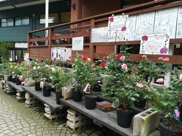 バラ大苗の2番花が咲き揃いました 長野県松本市の 種苗店 ナカツタヤ ガーデニング専門店 ナカツタヤ ガーデンストリート