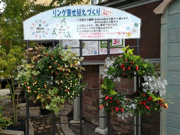 秋のリング寄せ植え
