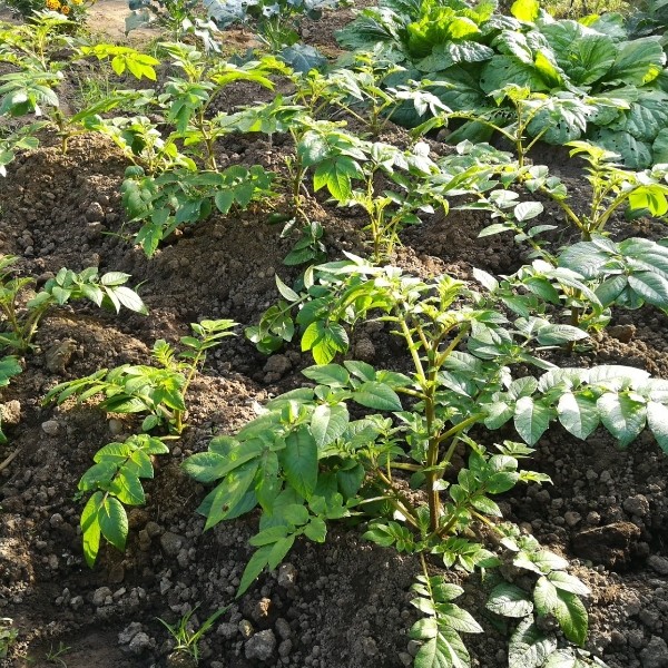 夏植えジャガイモ アンデス赤