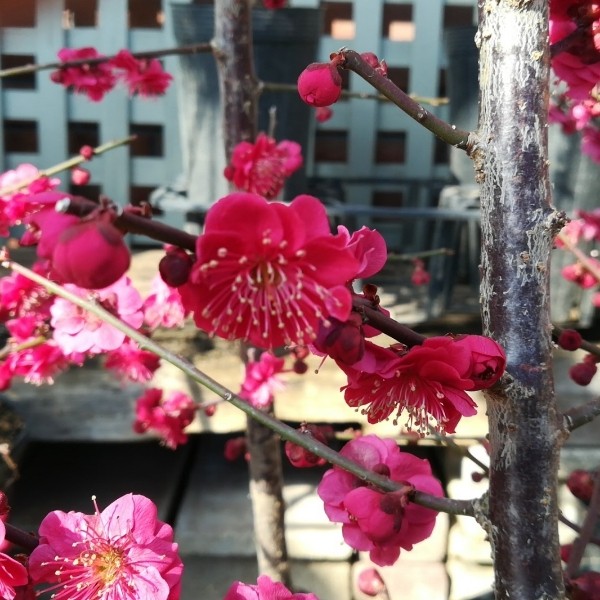 花梅 鹿児島紅