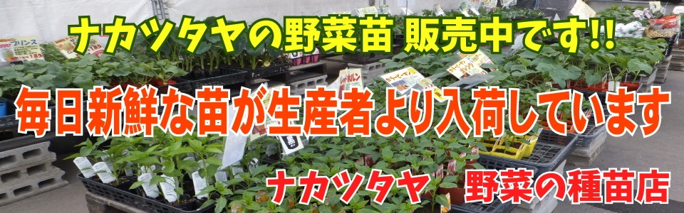 野菜苗販売中2021