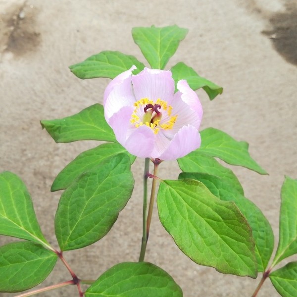 紅花山芍薬 佐渡小町