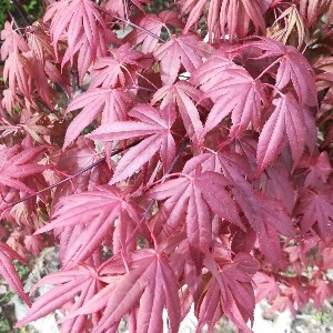 モミジ 野村