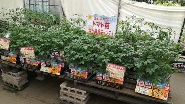 夏植えトマト苗 大株