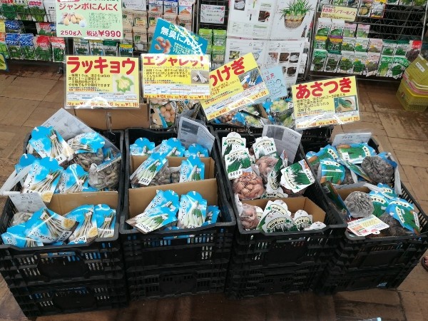 わけぎ ラッキョウ エシャレット アサツキ