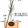 木の植え方4