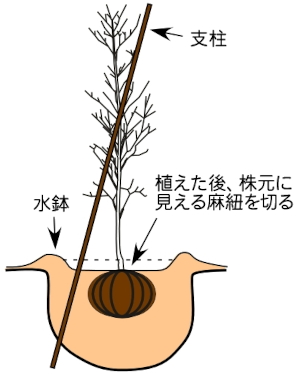 木の植え方4