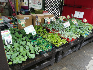 秋の野菜苗