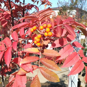 ナナカマド 紅葉