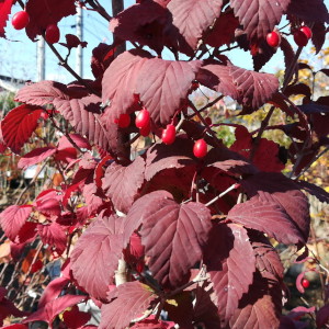 オトコヨウゾメ 紅葉