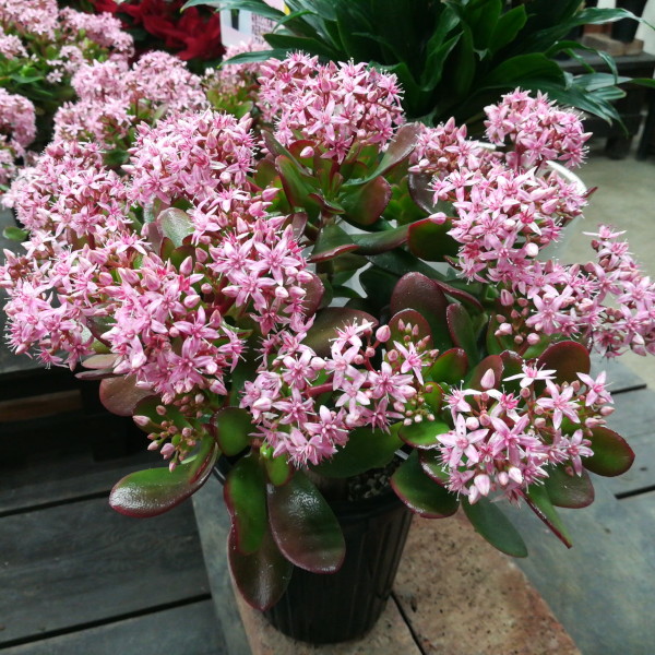 花月 多肉植物 金のなる木　桜花月（この値段は今晩24時まで）