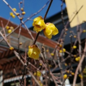 ロウバイの花