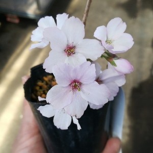 御殿場桜