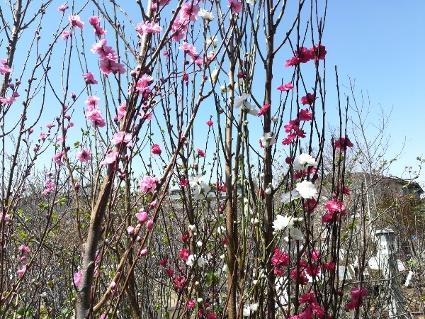 花桃　ハナモモ