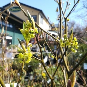 クロモジの花