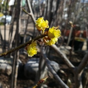 シロモジの花