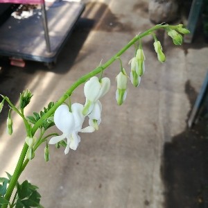 タイツリソウ 白花