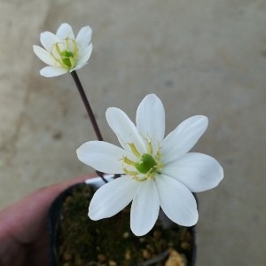 タツタソウ 白花