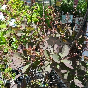 スモークツリー 赤花種