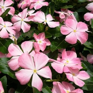 日々草 夏桜