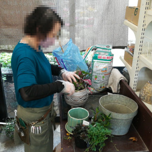 観葉植物の寄せ植え制作中