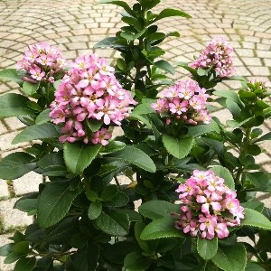 エスカロニア ピンクエル 花