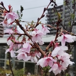 小彼岸桜