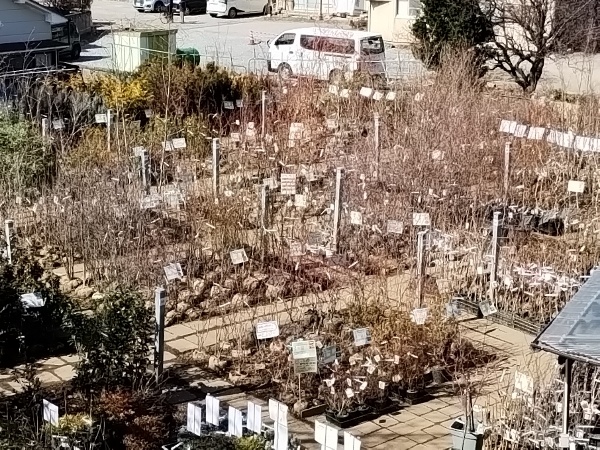 庭木売場20230303