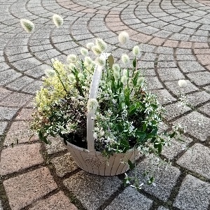 ハンドル付バスケット 寄せ植え