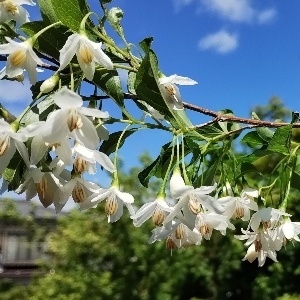 エゴノキ 白花