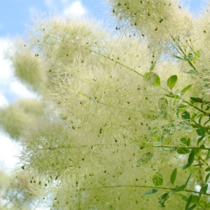 スモークツリー 白花