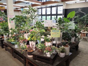 観葉植物寄せ植えコーナー