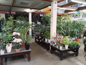 観葉植物大鉢コーナー