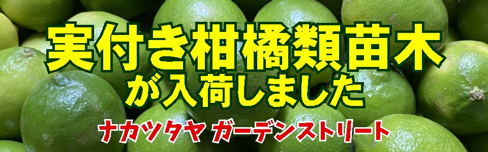 実付き柑橘類苗木