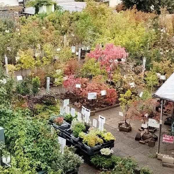 ガーデンストリートの秋の庭木売場