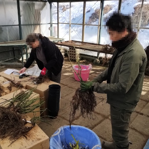 バラ大苗 植え込み作業中