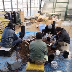 バラ大苗 植え込み作業中